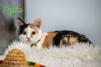 Domestic Short Hair Cats Available for Adoption in Sevierville, Tennessee - Fajita | PetCurious