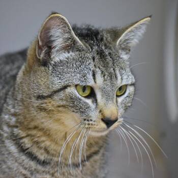 Rodney -  Domestic Short Hair Cat for Adoption in Mebane, North Carolina - Rodney | PetCurious