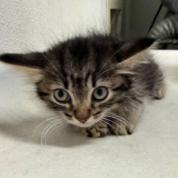Frida* -  Domestic Medium Hair Cat for Adoption in San Gabriel, California - Frida* | PetCurious