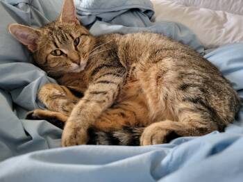 Rescue American Shorthair Cats for Adoption in Lake Ronkonkoma, New York - Mrs. Brady | PetCurious