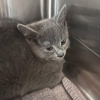 Domestic Short Hair Cats Available for Adoption in Rocky Mount, Virginia - Mamie | PetCurious