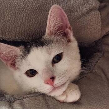 Luca -  Domestic Short Hair Cat for Adoption in Providence, Rhode Island - Luca | PetCurious