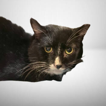 Rescue Domestic Short Hair and Tuxedo Cats for Adoption in Littlestown, Pennsylvania - Sylvester (FIV+) | PetCurious