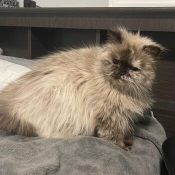 Ragdoll and Himalayan Cats Available for Adoption - Hana | PetCurious