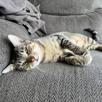 Stitch -  Domestic Short Hair Cat for Adoption in Evanston, Illinois - Stitch | PetCurious