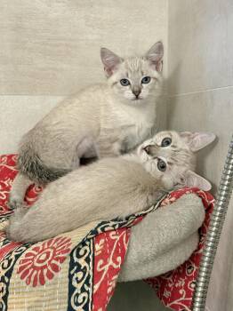 Ivy & Bean - BONDED PAIR -  Domestic Short Hair Cat for Adoption in San Jose, California - Ivy & Bean - BONDED PAIR | PetCurious