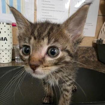 Domestic Short Hair Cats Available for Adoption in Eureka Springs, Arkansas - Clefable | PetCurious