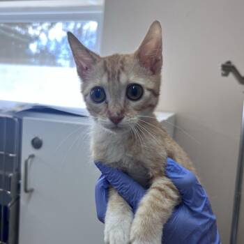 Roku -  Domestic Short Hair Cat for Adoption in Kanab, Utah - Roku | PetCurious