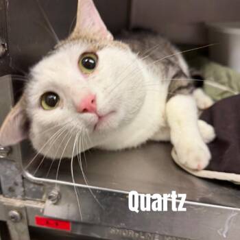 Quartz *Meet me at Eagan Petsmart* -  Domestic Short Hair Cat for Adoption in Buffalo, Minnesota - Quartz *Meet Me At Eagan Petsmart* | PetCurious