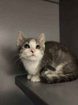 PEPPER -  Domestic Short Hair Cat for Adoption in Leesburg, Virginia - PEPPER | PetCurious