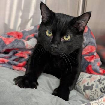 Domestic Short Hair Cats Available for Adoption - Spooky | PetCurious