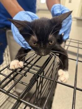 Tuxie -  Domestic Short Hair Cat for Adoption in Shreveport, Louisiana - Tuxie | PetCurious
