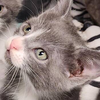 Lyra K46523 -  Domestic Short Hair Cat for Adoption in Corsicana, Texas - Lyra K46523 | PetCurious