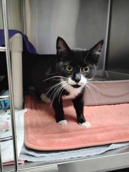 Domestic Short Hair Cats Available for Adoption - Latto | PetCurious