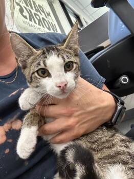 Leone -  Domestic Short Hair Cat for Adoption in Thousand Oaks, California - Leone | PetCurious