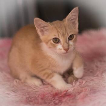 Jayla -  Domestic Short Hair Cat for Adoption in St. Augustine, Florida - Jayla | PetCurious