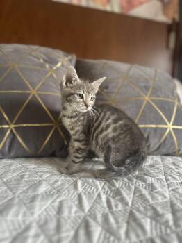 Rescue Tabby Cats for Adoption in San Juan Capistrano, California - Cleo | PetCurious