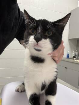 BIBIDI -  Domestic Short Hair Cat for Adoption in Indianapolis, Indiana - BIBIDI | PetCurious