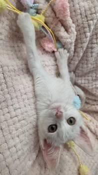 Rosalee -  Domestic Short Hair Cat for Adoption in San Antonio, Texas - Rosalee | PetCurious