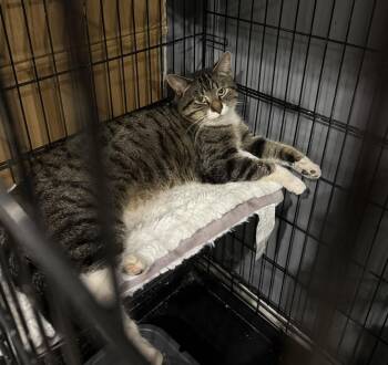 Domestic Short Hair and Tabby Cats Available for Adoption - Jackson *foster Needed*  | PetCurious