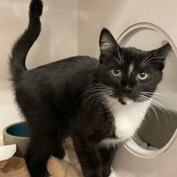 Marvin -  Domestic Short Hair Cat for Adoption in Redwood City, California - Marvin | PetCurious