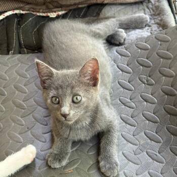 Asher -  Russian Blue Cat for Adoption in Gastonia, North Carolina - Asher | PetCurious