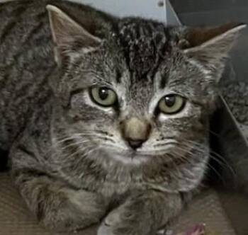 Domestic Short Hair Cats Available for Adoption in Dedham, Massachusetts - MADDOX | PetCurious