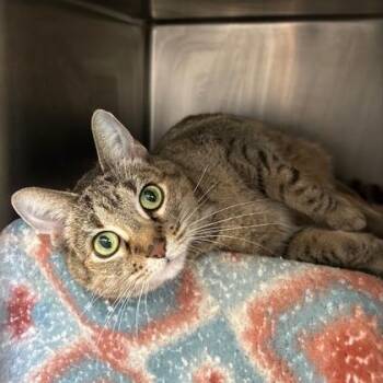 Britt -  Domestic Short Hair and Mixed Breed Cat for Adoption in Chicago, Illinois - Britt | PetCurious