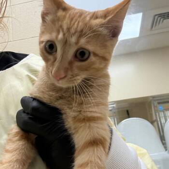 Kotal Khan -  Domestic Short Hair Cat for Adoption in Winston-salem, North Carolina - Kotal Khan | PetCurious