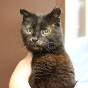 Domestic Short Hair Cats Available for Adoption in Versailles, Kentucky - Panther | PetCurious
