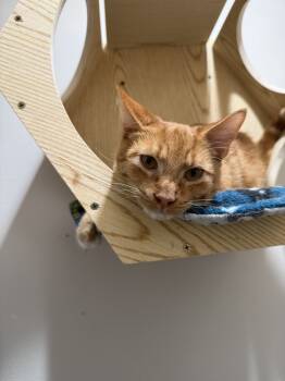 Rescue Tabby and Domestic Short Hair Cats for Adoption in Dallas, Texas - Wallaby | PetCurious