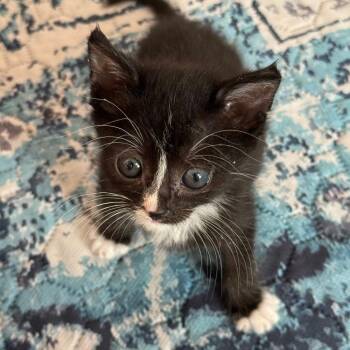 A26-xxx josie -  Domestic Short Hair Cat for Adoption in Santa Rosa Beach, Florida - A26-xxx Josie | PetCurious