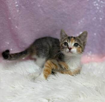 Pipe -  Domestic Short Hair Cat for Adoption in Clarkesville, Georgia - Pipe | PetCurious