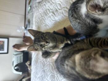 Arlo -  Domestic Short Hair Cat for Adoption in Lincoln, California - Arlo | PetCurious