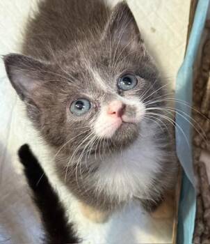 Domestic Short Hair Cats Available for Adoption - DAKOTA | PetCurious