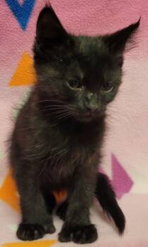 Rescue Domestic Short Hair Cats for Adoption in Eugene, Oregon - Pop Tart | PetCurious