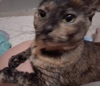Snickers -  Domestic Short Hair Cat for Adoption in Trenton, New Jersey - Snickers | PetCurious