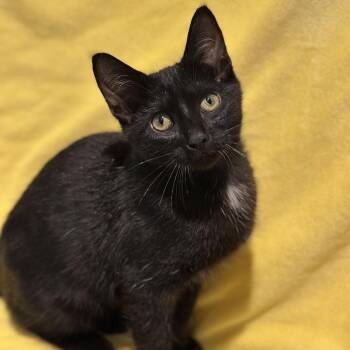 Sirius -  Domestic Short Hair Cat for Adoption in Matteson, Illinois - Sirius | PetCurious