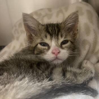 Melania -  Domestic Short Hair Cat for Adoption in Newport, Tennessee - Melania | PetCurious