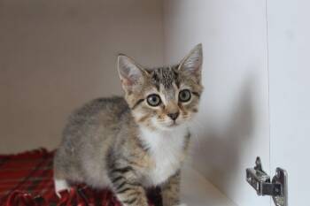 Zenith -  Domestic Short Hair Cat for Adoption in Chestertown, Maryland - Zenith | PetCurious