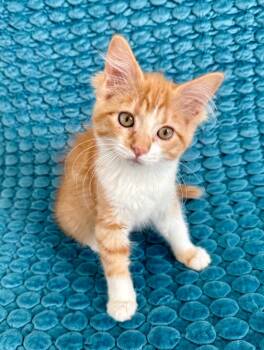 Jo -  Domestic Short Hair Cat for Adoption in Millcreek, Utah - Jo | PetCurious
