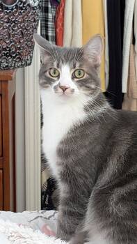 Gordon and Toasty -  Tabby Cat for Adoption in Walnut Creek, California - Gordon And Toasty | PetCurious
