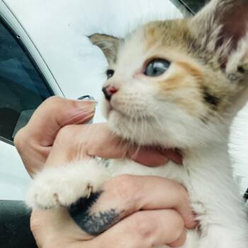 Phoebe -  Domestic Short Hair Cat for Adoption in Pahoa, Hawaii - Phoebe | PetCurious