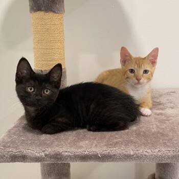 Switchboard -  Domestic Short Hair Cat for Adoption in Baltimore, Maryland - Switchboard | PetCurious