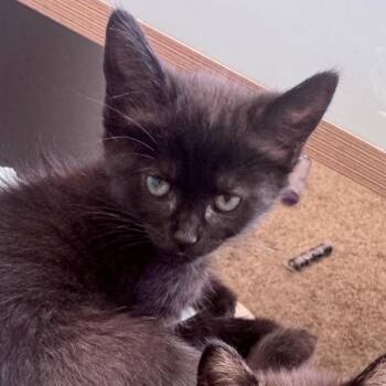 Pochocco -  Domestic Short Hair Cat for Adoption in Newark, New Jersey - Pochocco | PetCurious