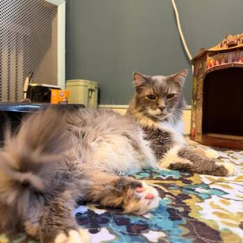 Albus -  Domestic Long Hair Cat for Adoption in Gibsonia, Pennsylvania - Albus | PetCurious