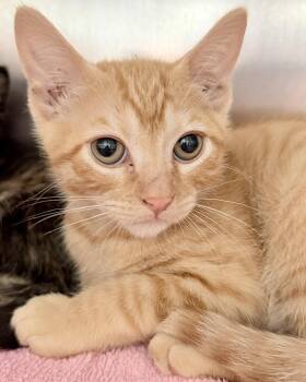 Jax -  Domestic Short Hair Cat for Adoption in Oakland, California - Jax | PetCurious