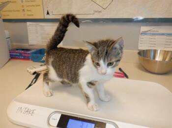 BULMA -  Domestic Short Hair Cat for Adoption in San Jose, California - BULMA | PetCurious