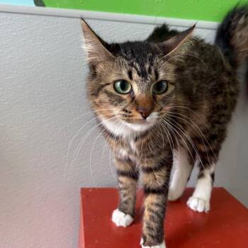 Princess Peach -  Domestic Medium Hair Cat for Adoption in West Des Moines, Iowa - Princess Peach | PetCurious