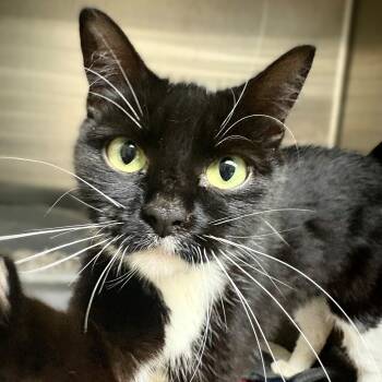 Domestic Short Hair Cats Available for Adoption in Columbia, Maryland - Sardine- #51162 | PetCurious
